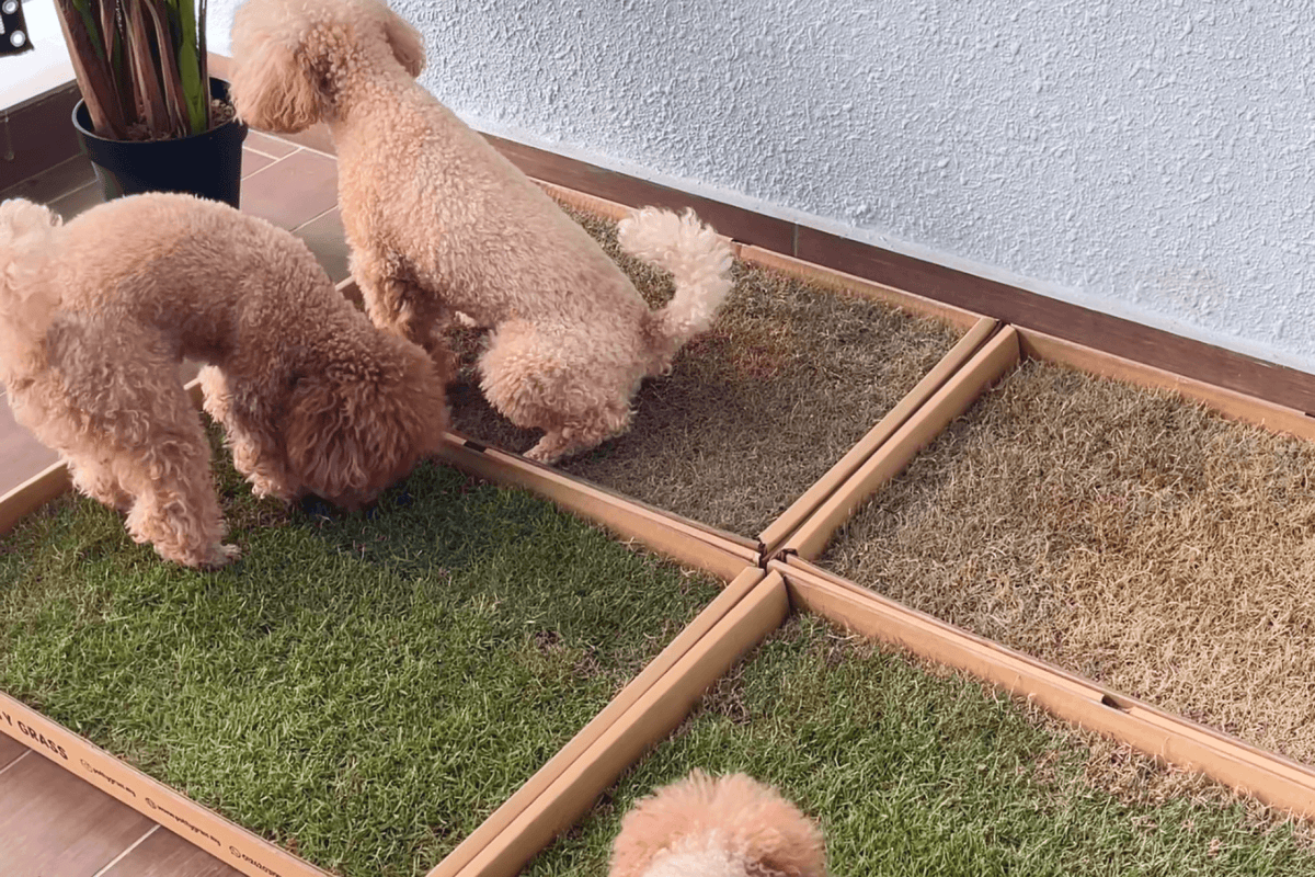 Fresh Potty Grass For Dogs