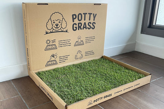 Fresh Real Grass For Cats