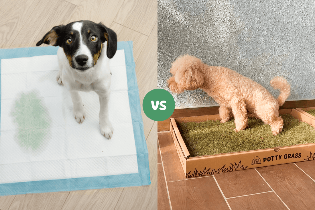 Cheap Pee Pads Are Costing You More: Why Switch to Real Potty Grass