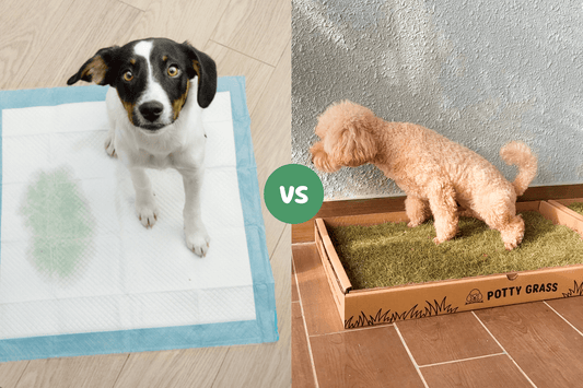 Cheap Pee Pads Are Costing You More: Why Switch to Real Potty Grass