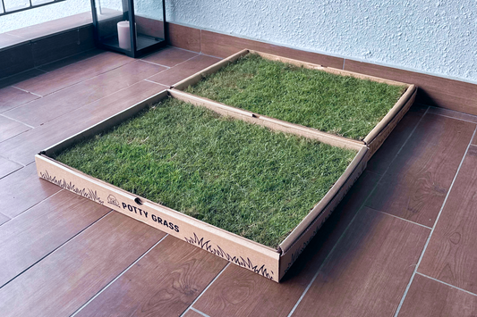 Potty Grass Care Guide: Balcony vs. Indoor Maintenance