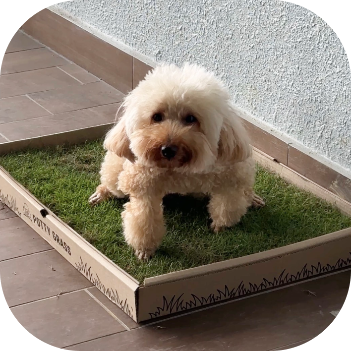 The High-Rise Dog Dilemma: Why KL Condo Owners Are Ditching Plastic Pee Pads for Real Grass