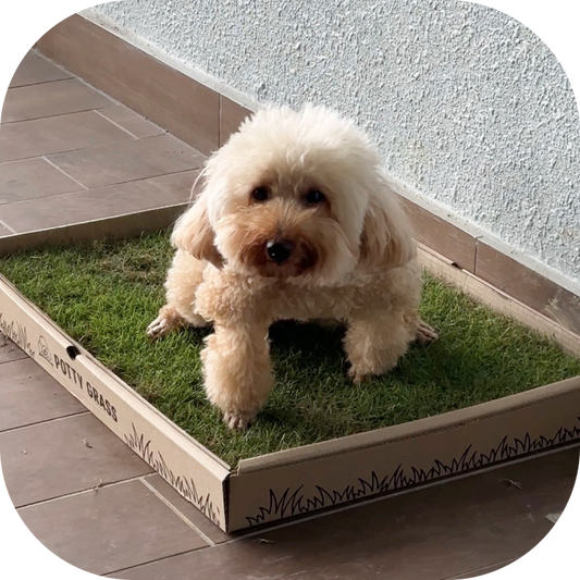 The High-Rise Dog Dilemma: Why KL Condo Owners Are Ditching Plastic Pee Pads for Real Grass