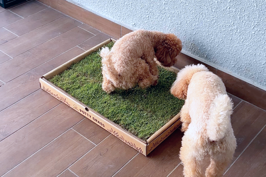 Fresh Potty Grass For Dogs