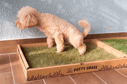 Fresh Potty Grass For Dogs