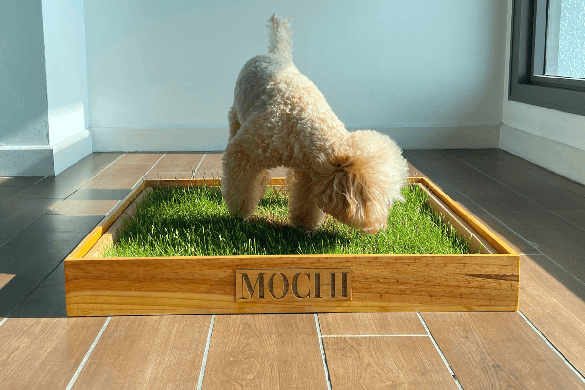 Wooden Frame Box for Potty Grass